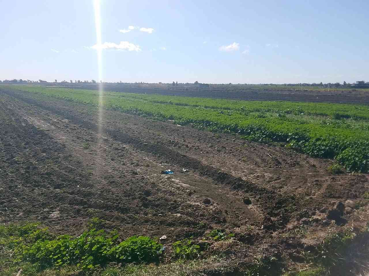 السلام عليكم ارض زراعيه للبيع 5 دونم طابو سند 25 تحويل الرضوانيه الشرقيه تبعد عن السريع 10 دقائق قرب جامع عثمان سعر الدونم 50  ***********
