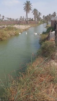 شط العرب الجزيره • قطع اراضي • طابو صرف زراعي