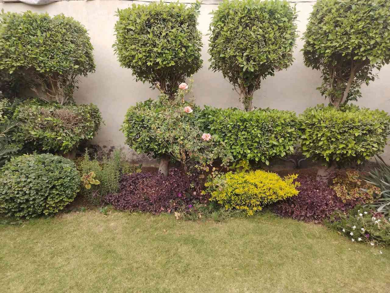 السلام عليكم أني أشتغل فلاح حدائق لقص وتقليم الأشجار وقص سياجات الكابرس وزراعه الثيل وكافه انواع النباتات
*********** مكاني الشيخ حمد
