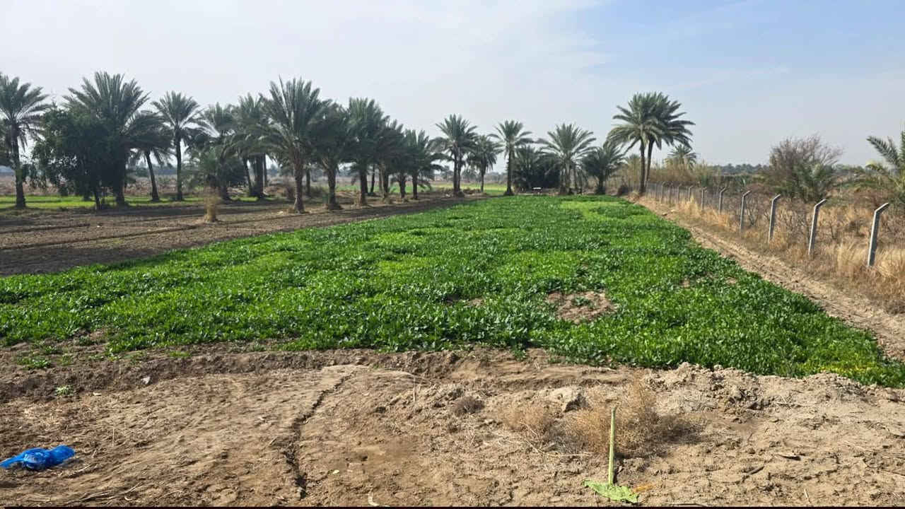 دونمين اله ربع للبيع  طابو زراعي سند 25 تحويل  مباشر
العنوان. خلف جامعه بابل. متوفر ماء  السقي وايضاً ماء 

اساله. و كهرباء. الخدمات كامله.     السعر مناسب. 

كل ماعليك تتصل. وتجينه انشوفك عروض اتخبل 

***********
