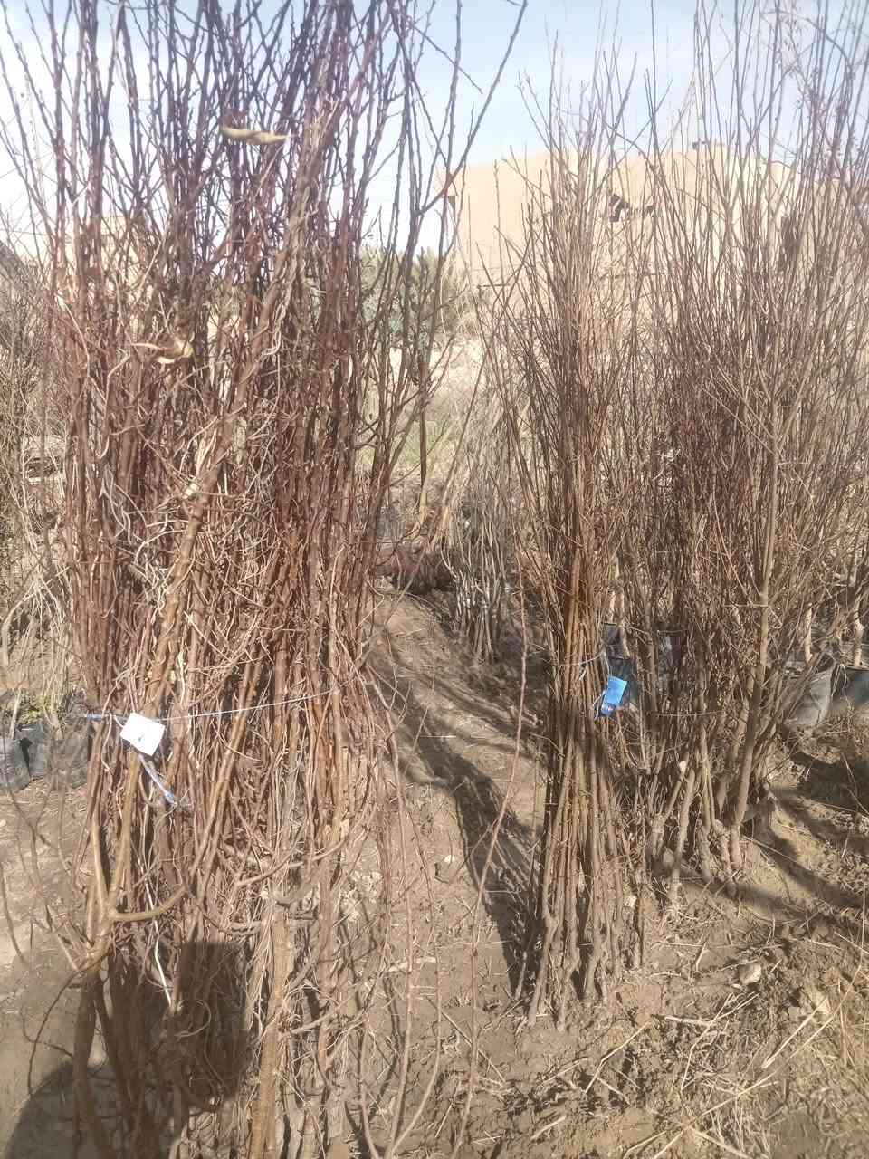 السلام عليكم. مشتل القادسيه الشارع العام.. ***********
