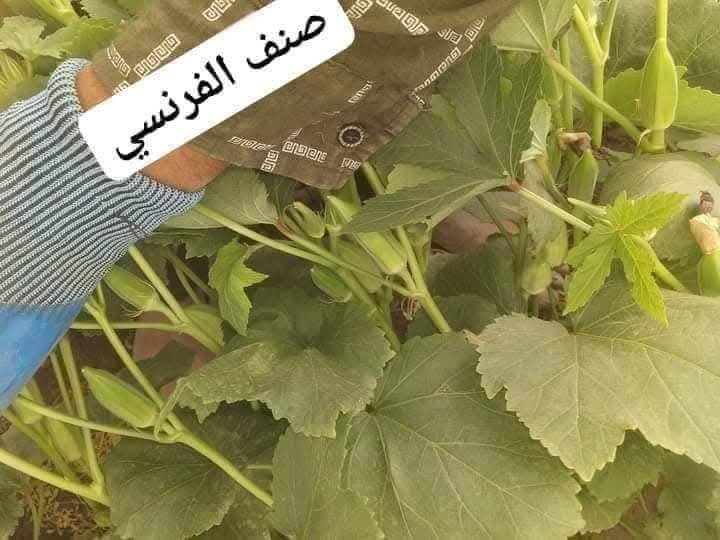 توجد لدينا بذور باميه فرنسيه الاربعينيه الاصليه بنت القوطيه جيل اول لون فاتح للثمر تتحمل درجات الحراره الكافيه للإستفسار ***********العنوان واسط
