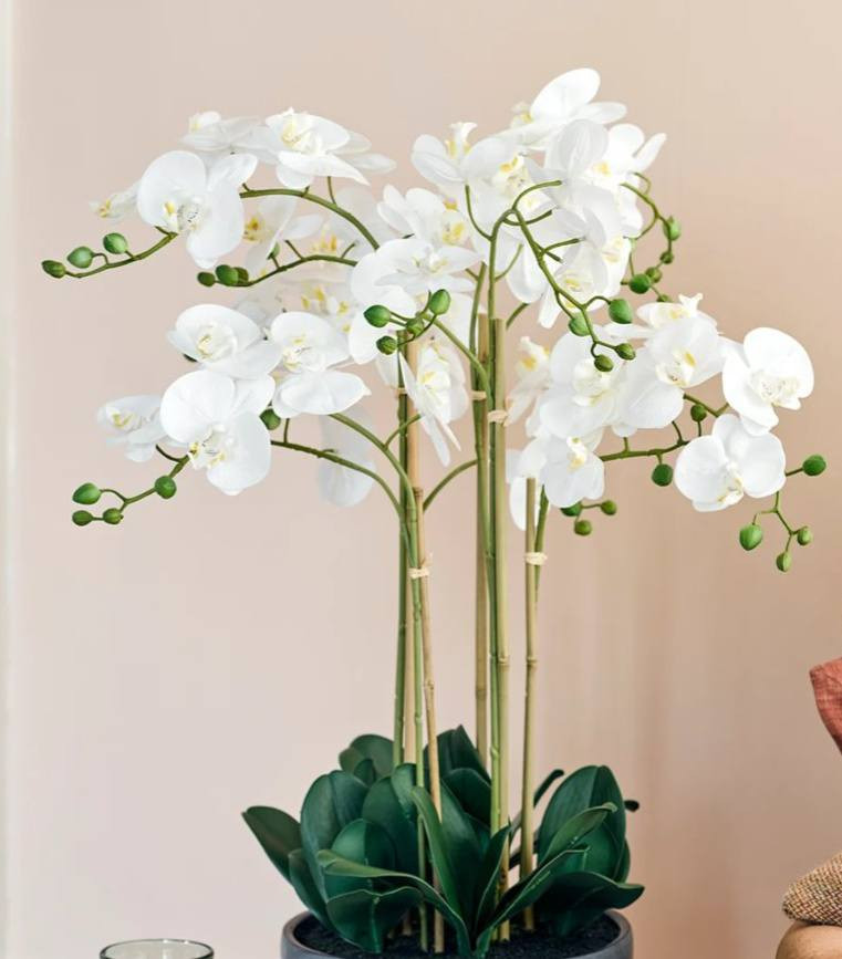 زهرة أوركيد صناعية بهذا الجمال واللون الشكري  ورق بلاستك جلدي يحاكي الورق الطبيعي مع سندان فرفوري قطر 20 سم وارتفاع 75سم
السعر 25


**إذا كنت صاحب هذا الإعلان وتريد حذفه لأي سبب، رجاءا أرسل رسالة إلى الدعم الفني**