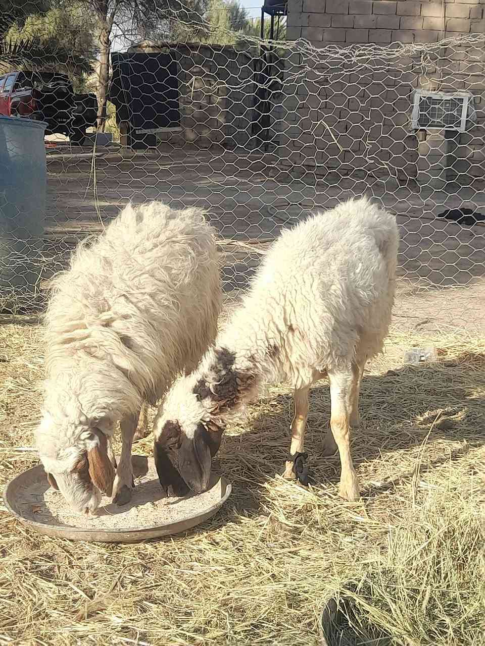 حساب لبيع المواشي  
@إشارة 
للبيع مثل ما موضح بالفيديو 
٢ نعجات وحده مضرع داره متوسطه بالعمر 
وثانيه بيه كبر بس سن واحد واكع
صحاه شرط سعر ٤٢٥ ثنينهن مع مجال ***********مكان سماوه قضاء الهلال
