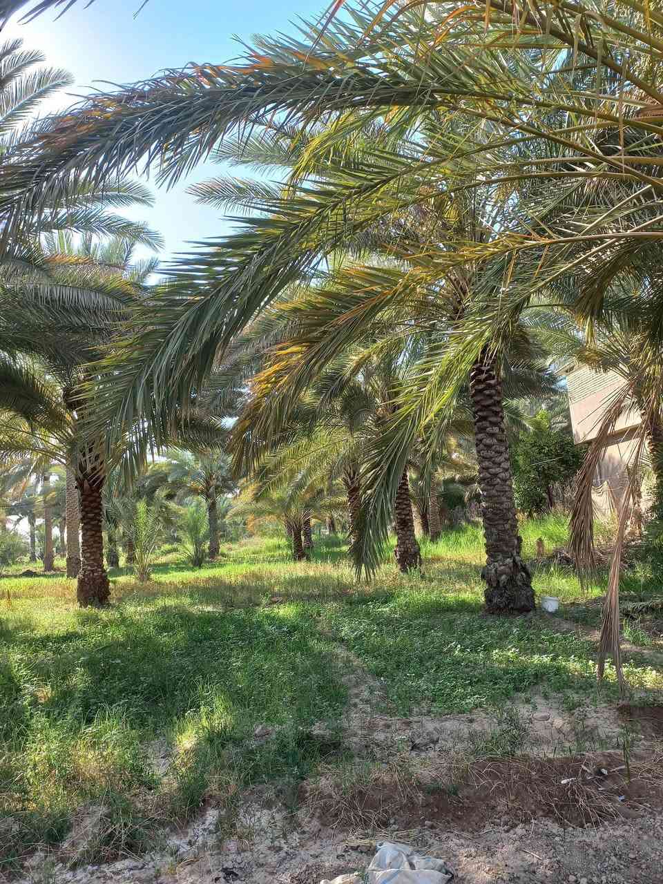 اهلا بكم / نصف دونم الأبعاد ٢٤×٤٣   موقع جيد جدا ركن طابو سند ٢٥ ممكن تحويل كافة السهام او اقرار وحسب الرغبه البعد من مركز. كربلاء والامامين عليهم السلام ٨ كم تتوفر. الخدمات والصور هي التي تتكلم السعر ( ١٤٠مليون ) مجال جدا بسيط لأي استفسار واصلونا هاتفيا واتساب خاص دمتم سالمين (***********)
