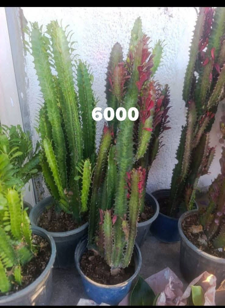 ناونيشان كلار ليوا ته نشت مزكوت بخاري 
عنوان كلار ليوا جامع البخاري 
كياندن هيه ناو شار دوو هزار 
***********
