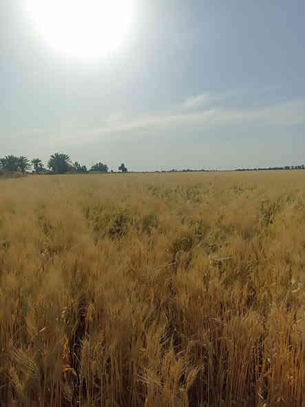 سلام عليكم ورحمه الله وبركاته 
                 بسم الله الرحمن الرحيم 
ارض زراعية للبيع المساحه ٣٥ دونم صالحة للزراعة وشرط الزرع بيها ماطور ابو العشره وغطاسات عدد ٢ مستوفية كافة الشروط من ماء وكهرباء وشارع تبليط قريب عليها ومدارس ومنطقة هادئة وناسها جداً محترمين مكان الأرض الرفاعي صوب بني ركاب منطقة المريبيع  .
السعر وباقي التفاصيل الاتصال على الرقم الموجود بالاعلان 
*********** بي واتساب أو مراسلة الصفحة
