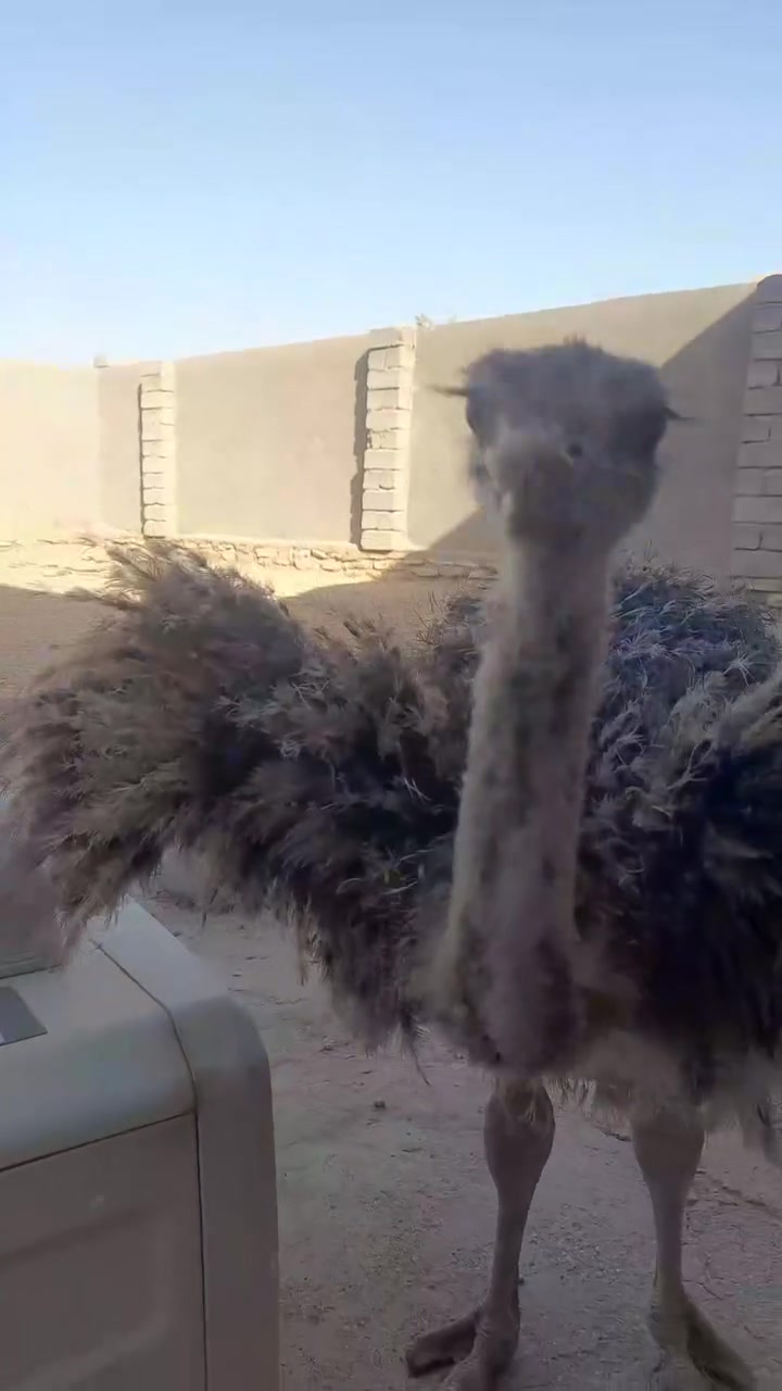 نعمه للبيع سعره ٢٠٠ مع مجال قليل
***********مكان الهلال عمر ٣ اشهر
