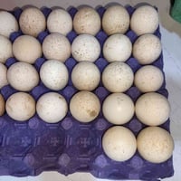 بيض فسيفس • أحمر • ٢٦ قابل للزيادة