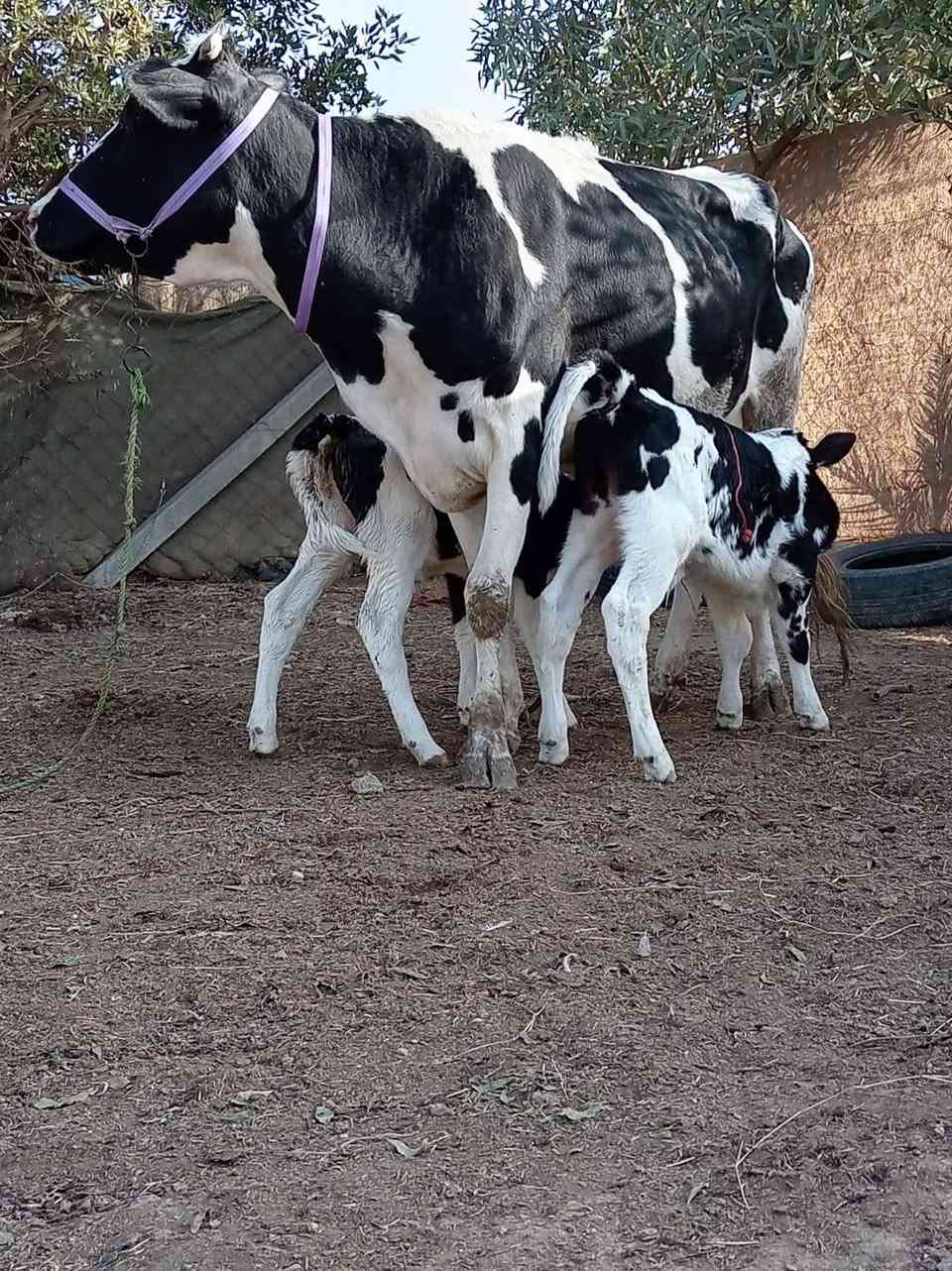 اللهم صلي على محمد وآل محمدبجر هولشتاين رقم واحد ام 2بطن وراها توم عجل وبجر خشانه وماعون وهيكل مفصل تفصال ارتفاع 9بلوكات حليب خيرات الله ودسامه وهداوه طفل مره رجال اي شخص يحلب متعهده بكافه شروط الجني للاستفسار ***********بابل ناحيه الشوملي يوجد توصيل للمحافضات ***********
