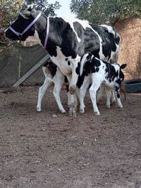 بجر هولشتاين • حليب وافر • توصيل المحافظات