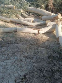 تقطيع الاشجار مجاني في جميع مناطق بغداد الكرخ و الرصافه الاتصال على ال...