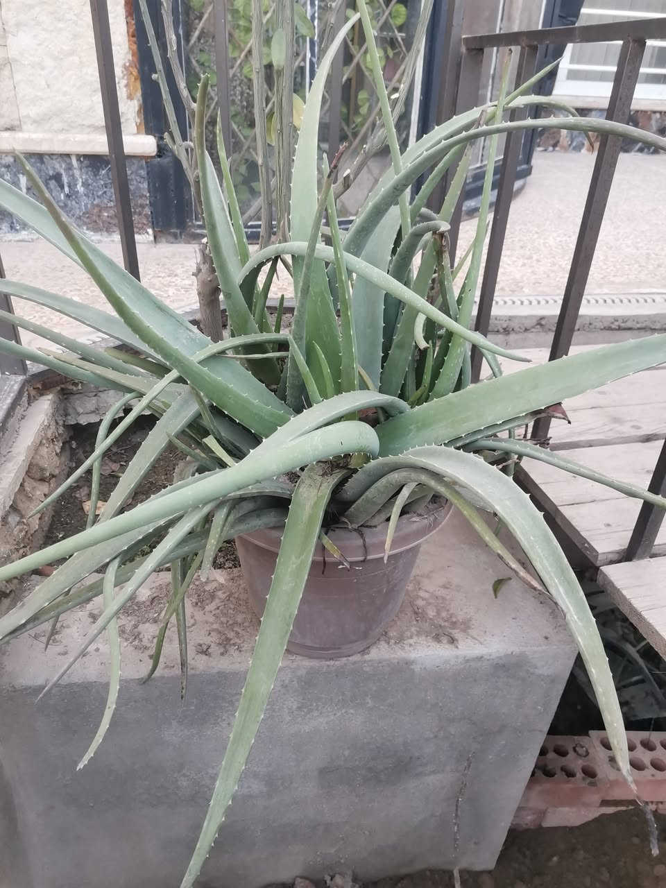 من رخصتكم شباب عندي هاي الاوليفيرا اريد ابدلها بورد جوري


**إذا كنت صاحب هذا الإعلان وتريد حذفه لأي سبب، رجاءا أرسل رسالة إلى الدعم الفني**