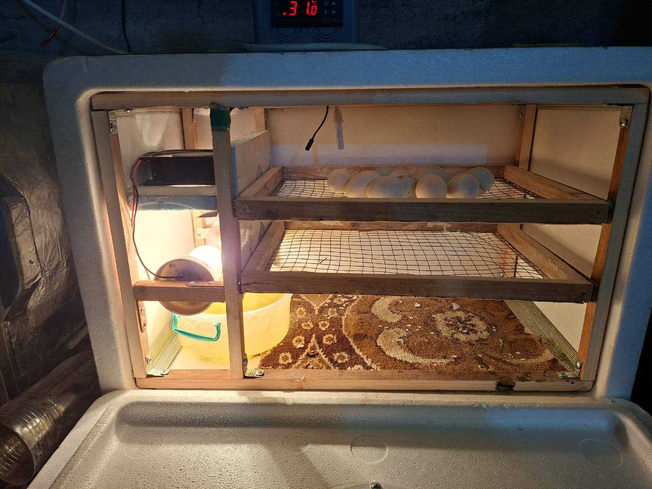 متاح 
فقاسه نضيفه استخدام مره وحده 
تشيل 150 بيضه فقاسه ما متعوبه
المكان الهوير ‏‪***********‬‏
