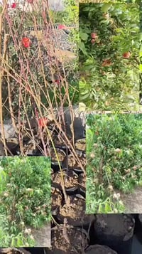 شتال بأكياس • مثمرة هالسنة • سفەیە