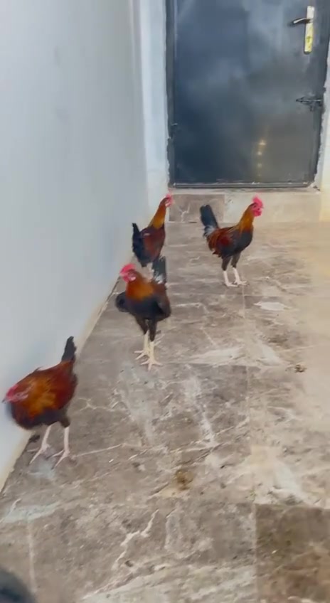 ديوجه 4 عرب اصليات اكويتيات الوانهن كلش حلوه السعرهن شلع 40 الف بغداد


**إذا كنت صاحب هذا الإعلان وتريد حذفه لأي سبب، رجاءا أرسل رسالة إلى الدعم الفني**