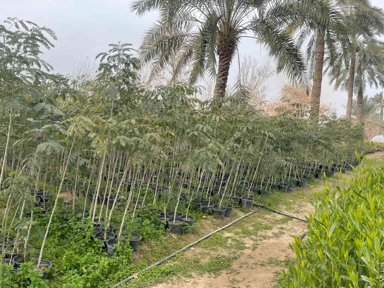 السلام عليكم يتوفر 
البيزيا خشنه سندانه 24 يوجد جمله ومفرد يوجد توصيل داخل بغداد لطلب والاستفسار


**إذا كنت صاحب هذا الإعلان وتريد حذفه لأي سبب، رجاءا أرسل رسالة إلى الدعم الفني**