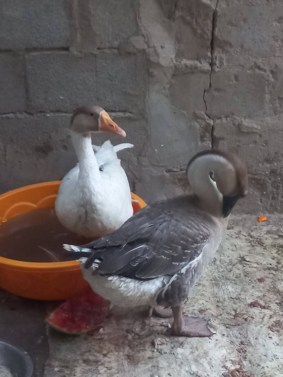 سلام عليكم زوج بط للبيع كبار ب٦٠ وبيهن مجال


**إذا كنت صاحب هذا الإعلان وتريد حذفه لأي سبب، رجاءا أرسل رسالة إلى الدعم الفني**
