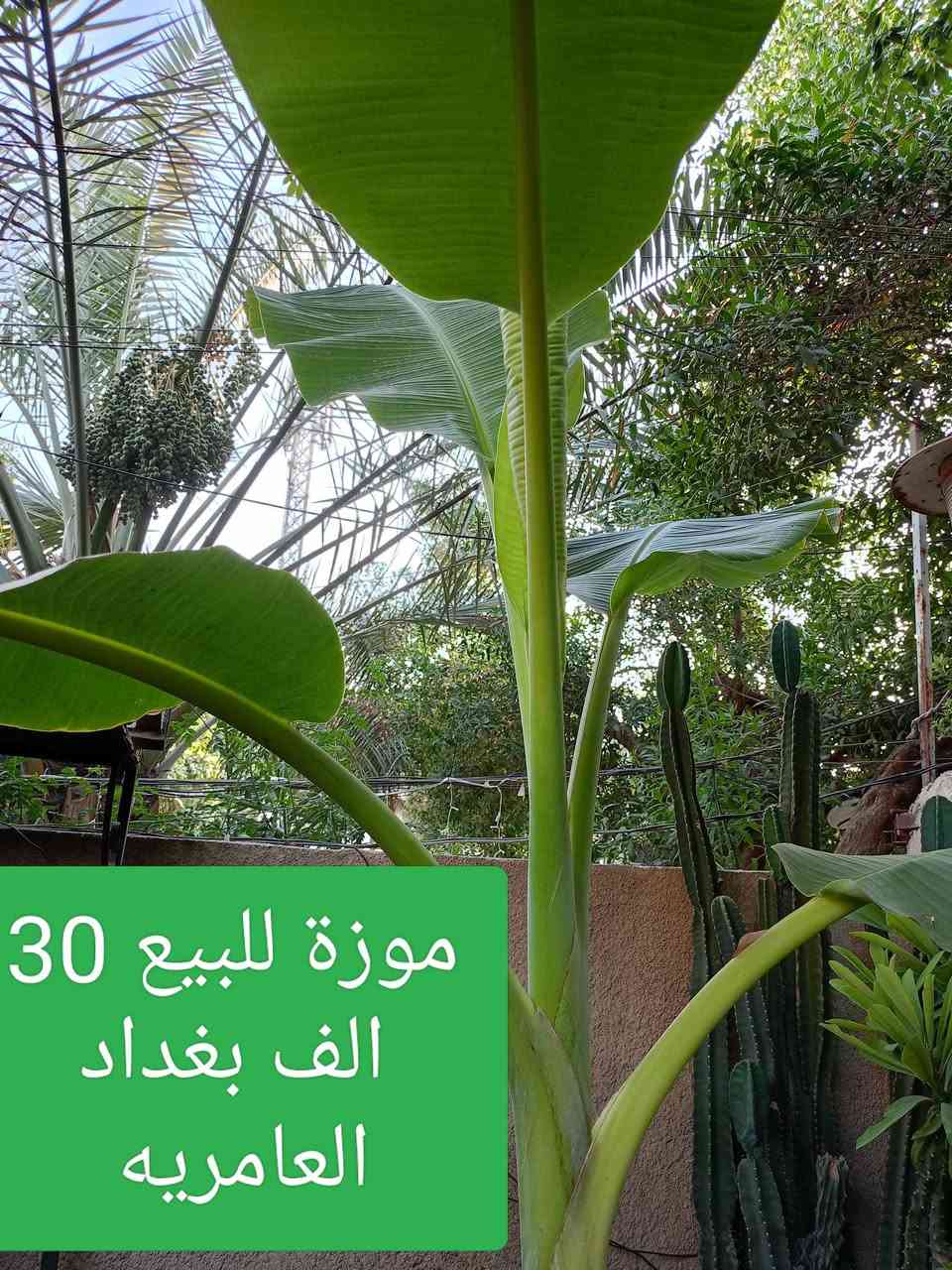 اغراض بيت للبيع الاسعار بيها مجال ان شاء الله بغداد العامريه


**إذا كنت صاحب هذا الإعلان وتريد حذفه لأي سبب، رجاءا أرسل رسالة إلى الدعم الفني**