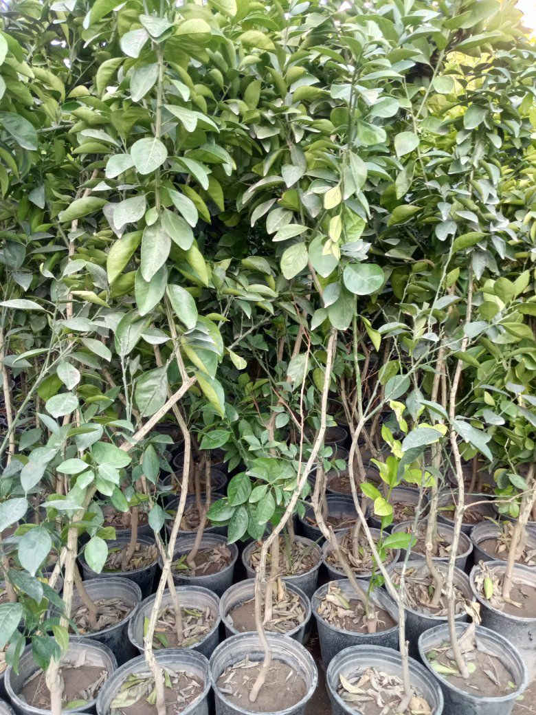 بسم الله الرحمن الرحيم توفر حمضيات اصل نارنج 
ونارنج السعر 1500نارنج ،2750برتقال متر3250برتقال عالي ،4250سندي اصل جويفه ،كينو لالنكي2500 اصل نارنج ارتفاع متر الى متر ونص ،بغداد كريعات ،


**إذا كنت صاحب هذا الإعلان وتريد حذفه لأي سبب، رجاءا أرسل رسالة إلى الدعم الفني**