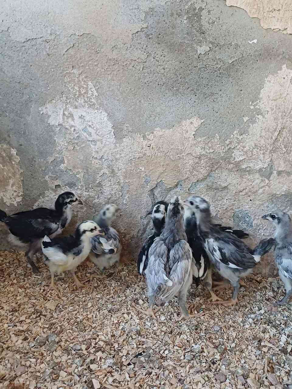 بوطاني  اسود وبيهم كم تكهرصاصي فول عيون سود وشرط مستوى راقي للبيع 20 تكه ابيع شلع عمر شهر وملقحات كامل بالماي وبالجلد صحه خير من الله للتواصل ***********
