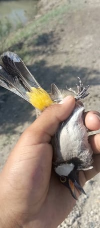 فحل وحشي • تغريد • العلم قرب السايلو
