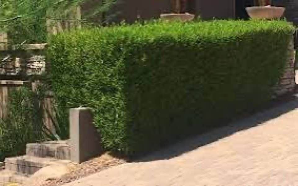 تم #وصول الينا وجبة جديده من نبات الددونيا

الددونيا 
نبات دائم الخضرة
يتحمل الجفاف

متحمل لجميع الأجواء والتقلبات المناخية في العراق قابل للقص والتشكيل

يتوفر
باحجام كبيره

السعر على خاص للبيع جمله ومفرد

العنوان : ديالي _ جلولاء_شارع العام الجماهير

الاستفسار على الرقم التاليه
***********
***********
