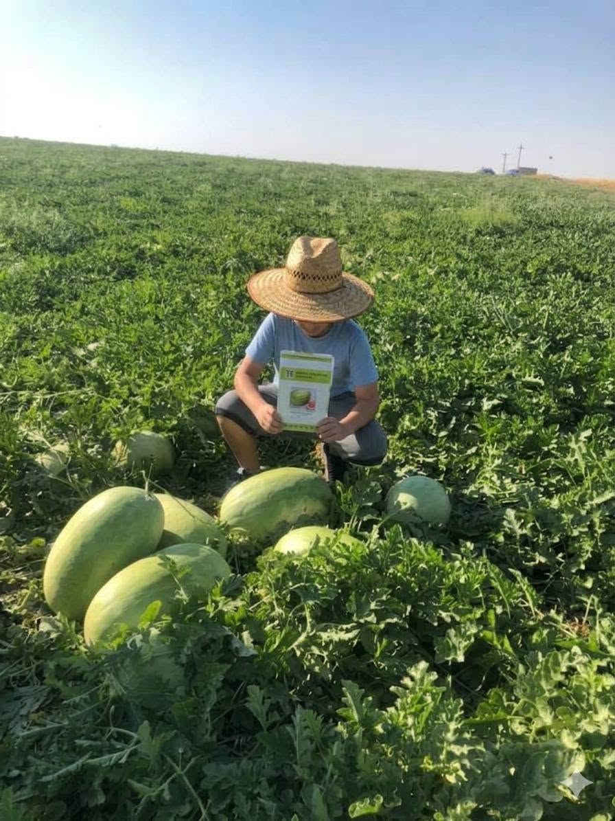 صنف كريمزون سويت (CRIMSON SWEET F1 - CRISTO F1) – من شركة Veggie Seeds:
​المواصفات الفنية: نسبة نقاوة 99.9%، ونسبة إنبات لا تقل عن 90% (فحص حديث 02/2026) (كما يظهر في الصورة 1000112551.jpg).
​المميزات: ثمار مخططة جذابة، إنتاجية فائقة (High Yield)، جودة إنبات عالية (Best in Germination)، ومقاومة ممتازة للأمراض (Disease Resistant).
​عبوات مغلفة ومضمونة 100% (تحتوي العبوة على 1000 بذرة).
​📞 للحجز والاستفسار وطلب كميات الجملة والمفرد، يرجى الاتصال بنا أو مراسلتنا عبر الواتساب:
​الاتصال المباشر: ***********
​واتساب (WhatsApp): ***********
