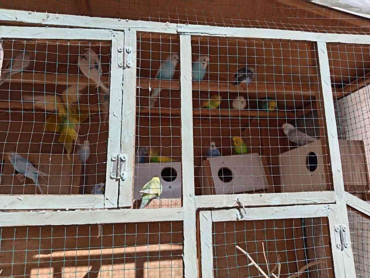 40 بلبل للبيع همه والقفص مالتهم
 صحتهم حيل زينه اي مرض مابيهم 
جواهم بيض وفروخ
*********** واتساب واتصال
