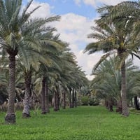 الدويهية كربلاء • دونمين ونص • سند ٢٥
