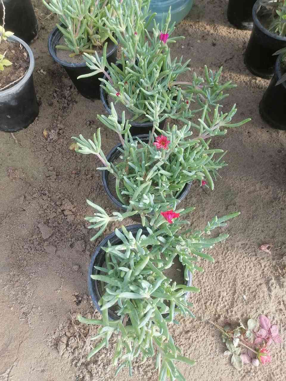 السلام عليكم يتوفر ورد جوري عراقي عطري.  والورد الإيراني اللوان في مشتل الرحمن العنوان محموديه مقابل معمل البسكت الحمراء اهلا وسهلا بالجميع***********
