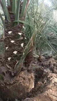 بصره ابو الخصيب • رضا الراشد • نخيل البرحي