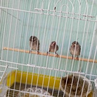 طيور • قفص • للبيع