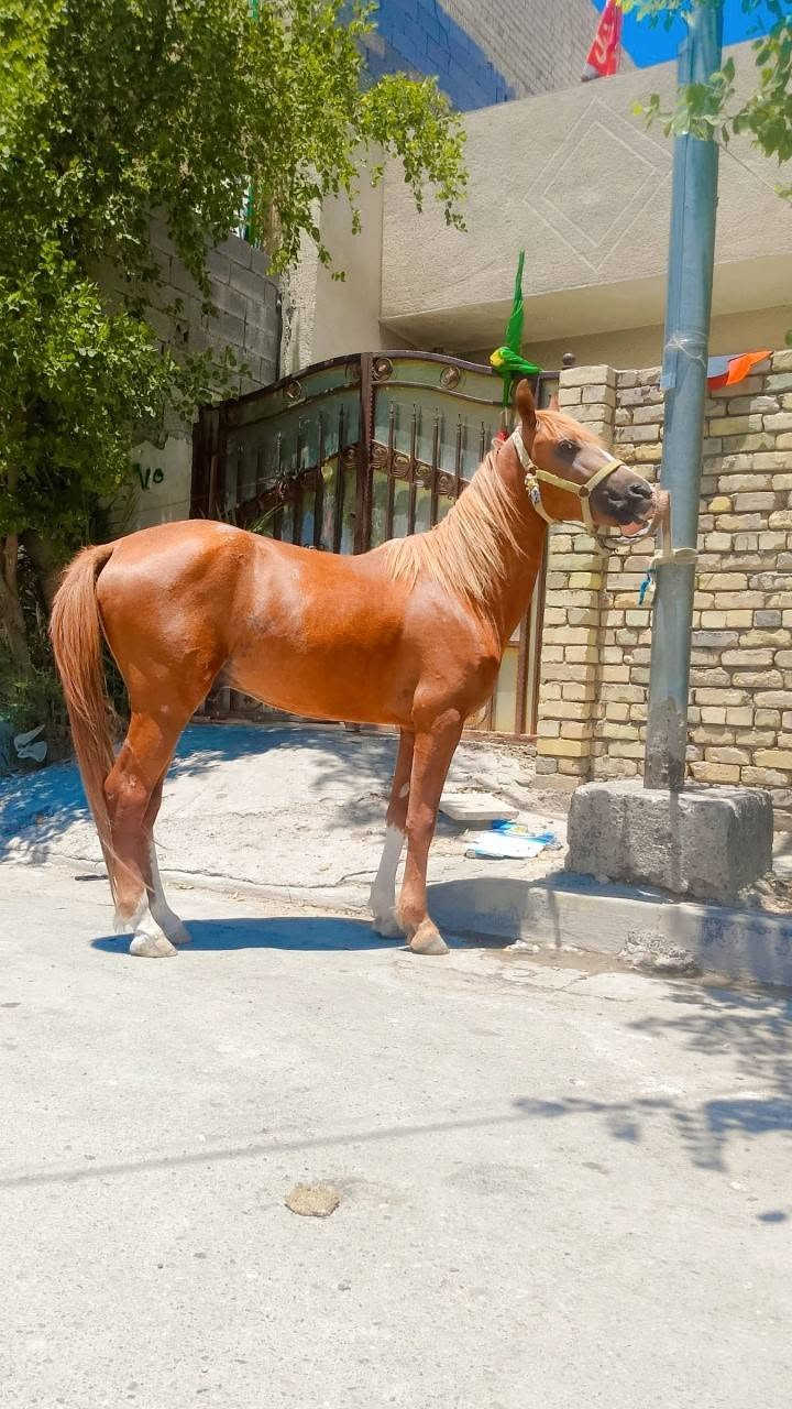 فلو عربي اصيل عمره سنتين مكاني بغداد بسعر مناسب ***********
