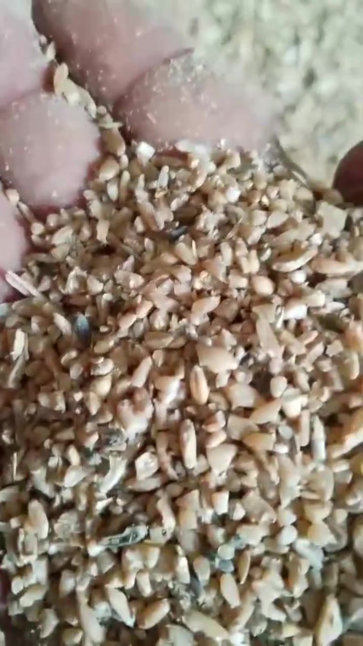 سلام عليكم عظم الله اجوركم وجورنا بمصاب ابا عبدالله الحسين عليه السلام 

تتوفر علاف شوائب درجه اولى  شرط مابيه تراب علف درجه اولى لاستفسار توصل ***********
