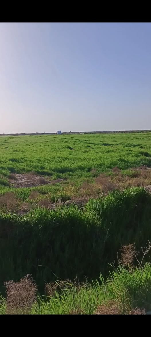 السلام عليكم زرع   شعير ودغل  للبيع المكآن   بالديوانيه على طريق السنيه بيها 100 مشاره الاستفسار  ***********
