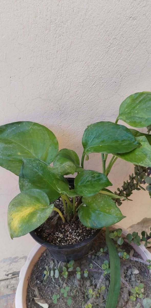 تخفيضات تخفيضات تخفيضات على النبات الطبيعي 🌹🌹🌹🌹🌹🌹🌹🌹🌹🌹🏃🏃🏃🏃🏃📢📢📢📢📢📢

الاسعار مكتوبه جوه الصور بالنشر ☘️🪴🪴🪴🪴🪴🪴🪴🪴🪴🪴📢🏃📢📢📢🏃🏻🏃🏃🏻 

متوفر خدمة التوصيل داخل خانقين 🚗🚗🚗🚗🚗🚗🚗🚗


**إذا كنت صاحب هذا الإعلان وتريد حذفه لأي سبب، رجاءا أرسل رسالة إلى الدعم الفني**