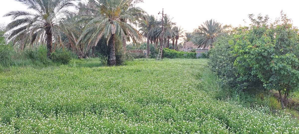مزرعة(٤)دونم مع بيت سكن متكون من أربع غرف نوم وديوانيه
+ محصار عجول كبير 
العنوان الرفاعي قرب ناظم رقم (٤)
الستفسار ع الرقم صاحب المزرعة 
***********
