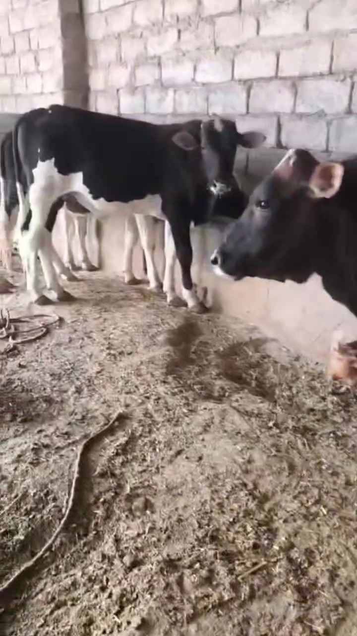السلام عليكم
اخوان يوجد حلال للبيع 
حوالي فول مواصفات درجه اولئ خشنات فول جنس درجه اولئ بخت شراي ترهم لحم تريد ربط حوالي كامله خشانه فول العدد 10 يرهم شلع يرهم تفريد
 
اخوان حلال اضبط من تصوير 

اخوان مكان الحلال شرقاط قريه شكراً 
يوجد خدمة توصيل 
***********
