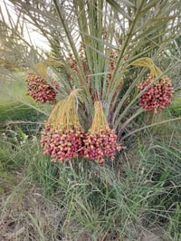 فسايل برحي حرات للبيع 07871206069 متوفر فسائل نخل بأنواع متعدده شلاع و...