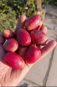 تطعيم سدر • الديوانية • تفاحي