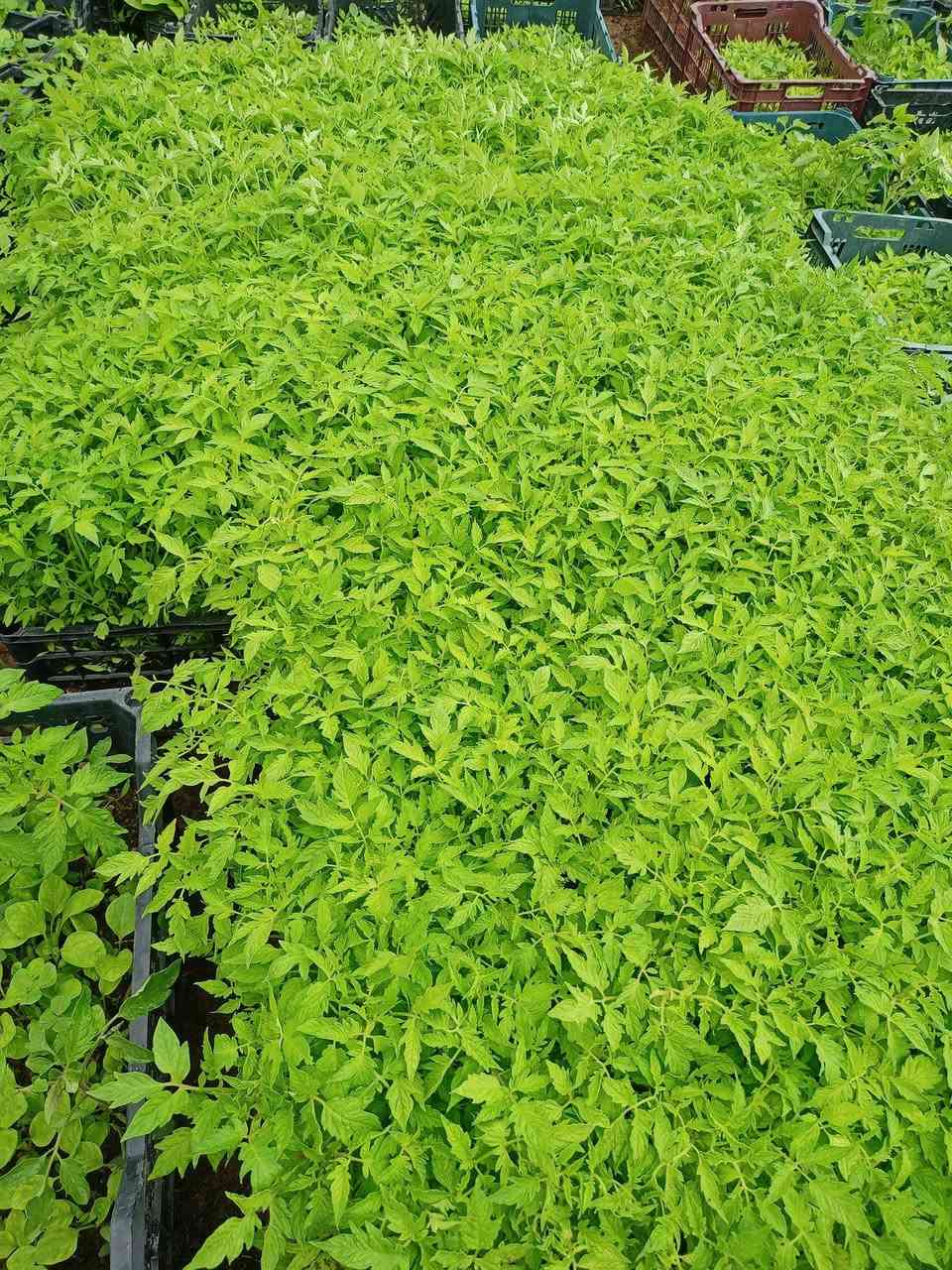 السلام عليكم...
متوفر شتل ( دايه) طماطة فلفل حار وبارد وبيذنجان والبذور شرط النوعيه 
العنوان / ديالى _ جلولاء _ الشيخ بابا/ للأستفسار واتساب او على الخط 
***********
