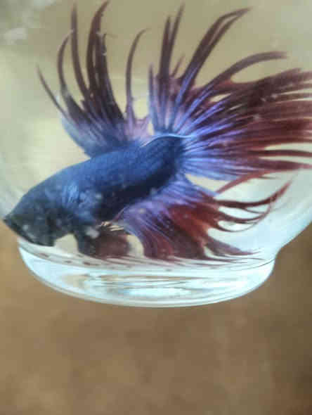 اسماك الفايتر سمكه مع دورق صغير مع احجار ضوئيه مع علف السمكه كيس ب5 الف مكاني الحرية توصيل داخل الحرية مجانآ والمناطق المجاورة توصيل 3الف وات ساب ***********
