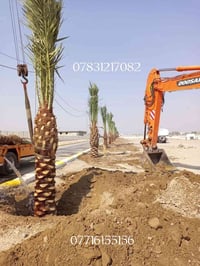 🌴 استثمر في الزراعة الذكية مع أفضل أنواع الفسائل! 🌴 07716155156 هل تطم...