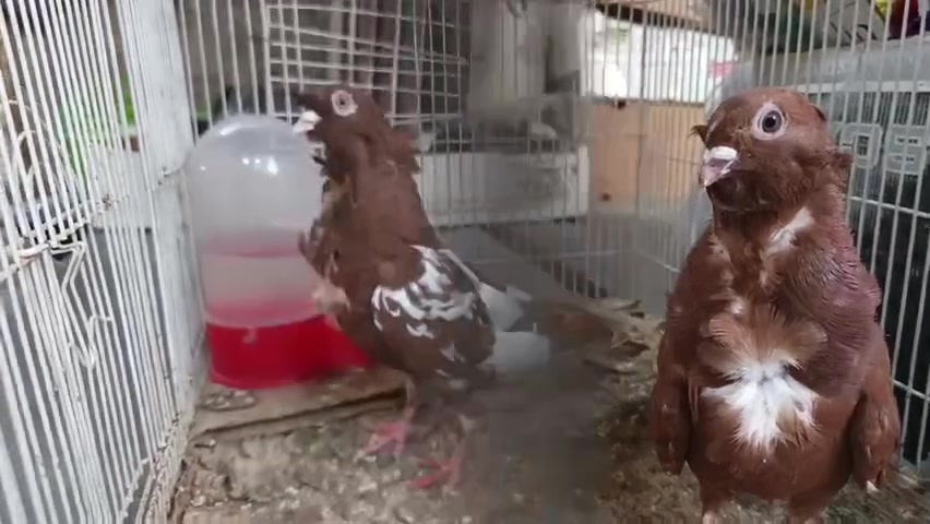 متاح طيور زينه للبيع مكاني ديالى جلولاء شراي راسلني خاص وتدلل


**إذا كنت صاحب هذا الإعلان وتريد حذفه لأي سبب، رجاءا أرسل رسالة إلى الدعم الفني**