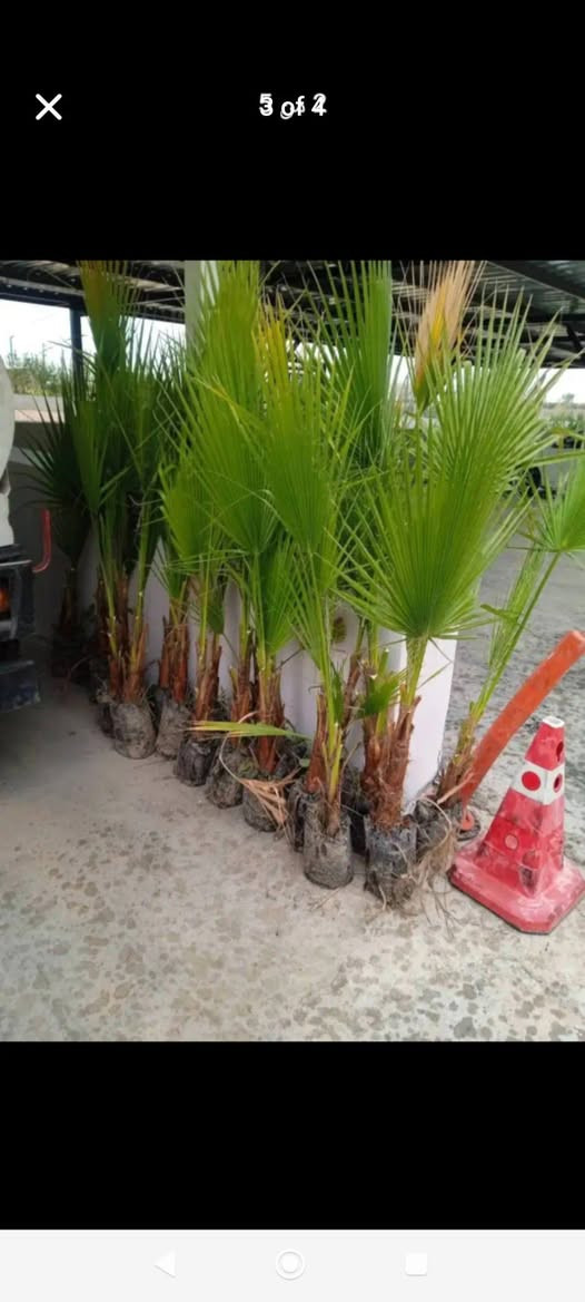 ‎دارى واشنتؤنيا بةردةستة بةهةرزانترين نرخ🌴🌴🏝️‎ اكر, نينوى


**إذا كنت صاحب هذا الإعلان وتريد حذفه لأي سبب، رجاءا أرسل رسالة إلى الدعم الفني**