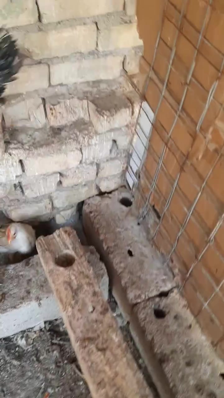 سلام عليكم ديوجه كويتي دندراوي فقط للبيع مكاني قضاء النصر سعر الواحد عشره وبين مجال لشراي ***********
