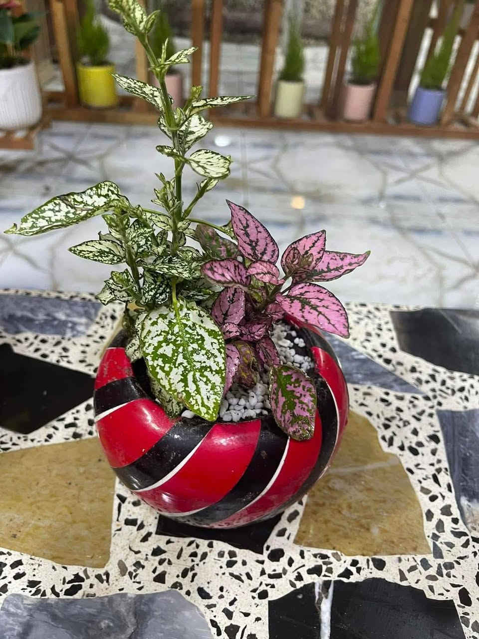 انواع الورد الدائمي للحجز تواصل خاص


**إذا كنت صاحب هذا الإعلان وتريد حذفه لأي سبب، رجاءا أرسل رسالة إلى الدعم الفني**