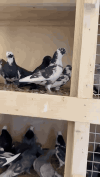 حمام صنعاوي بيعه وحده بسعر مناسب  إلي يحب ٠٧٧٢١٦٨٨٨٣٨ ضمان الصحه انشاء...