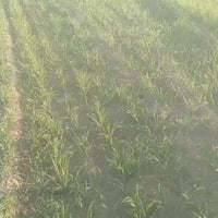 خدمات زراعية • مكتب العثمان • القيارة سوق الجدعة